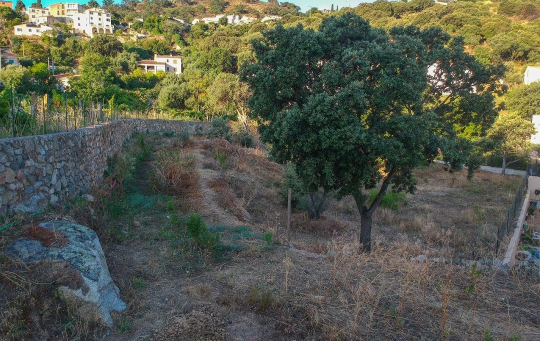 2A IMMOBILIER Calvi / L'Ile Rousse : Terrain | SANTA-REPARATA-DI-BALAGNA (20220) | 0 m2 | 235 000 € 